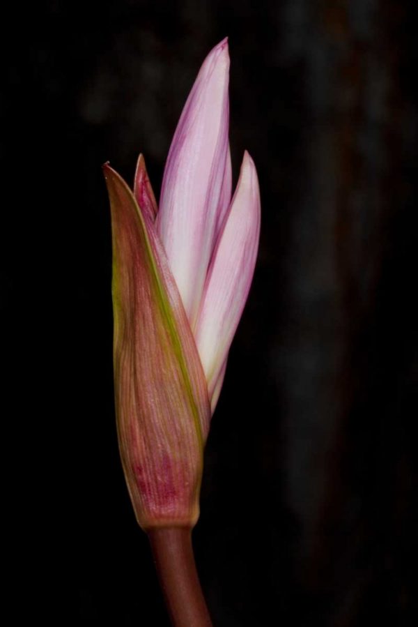 Pink Bloom