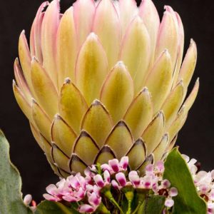 Protea Artistata