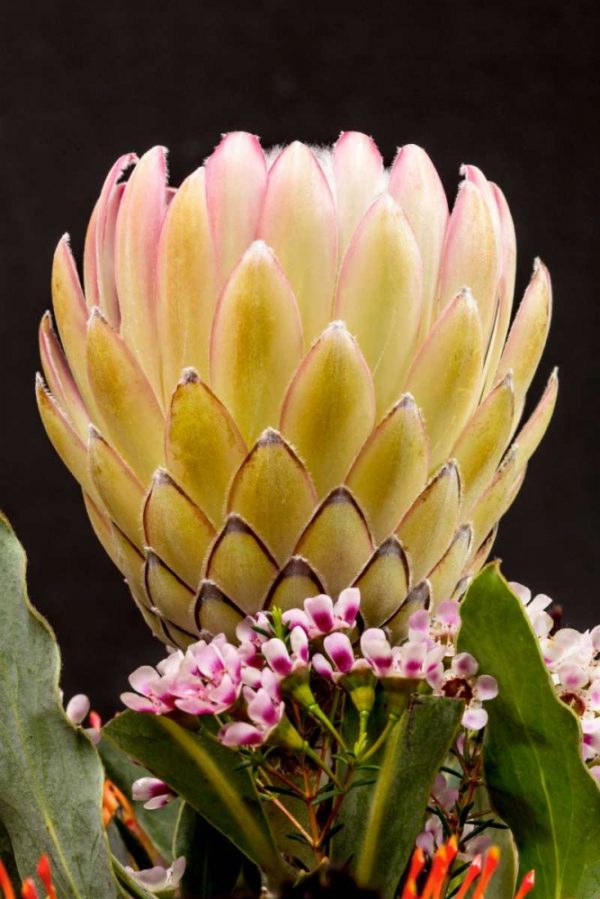 Protea Artistata