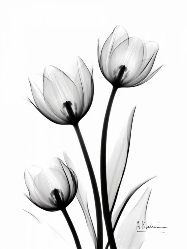 Tulips High Contrast