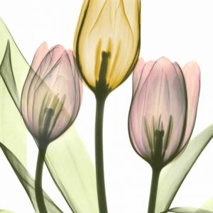 Gentle Tulips