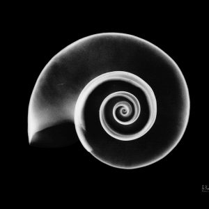 Ramshorn Snail Shell