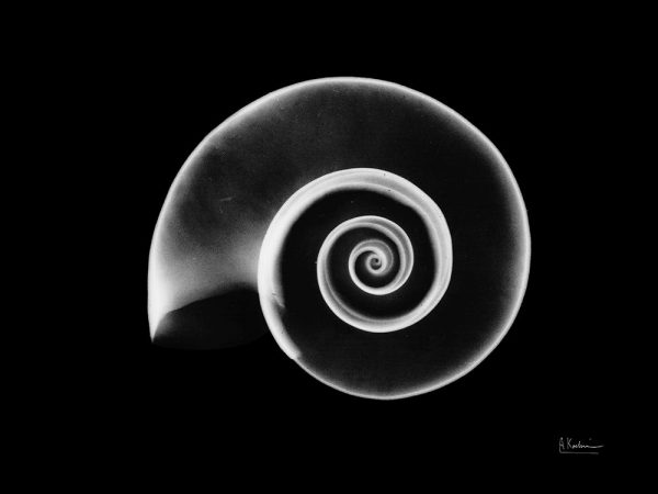 Ramshorn Snail Shell