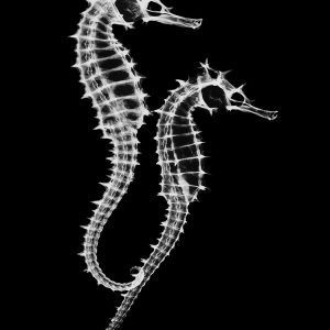 Seahorse Twins on Black