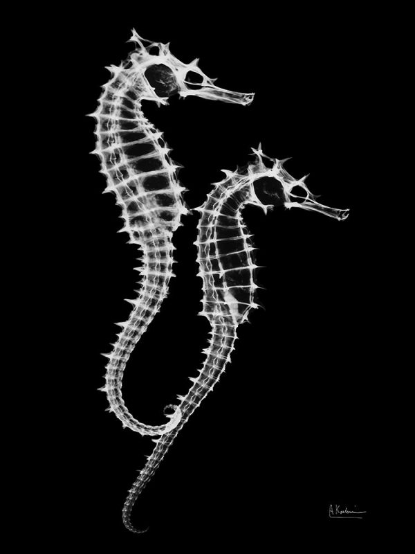 Seahorse Twins on Black