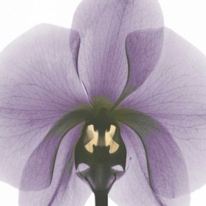 Purple Orchid A29