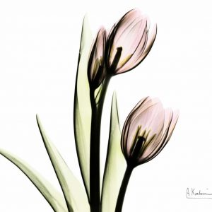 Tulip Love