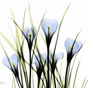 Bunched Crocus