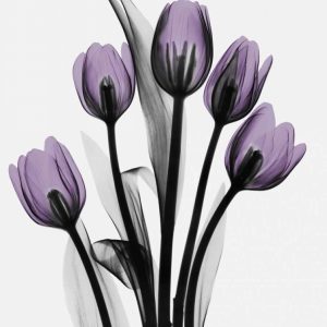 Five Tulips in Purple