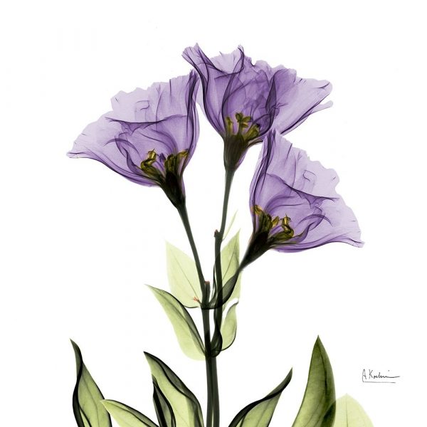 Gentian Purple L301