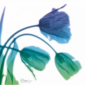 Tulips L83 Turq Blue