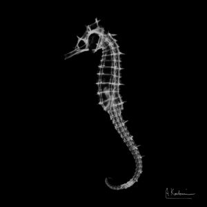 Seahorse In The Dark