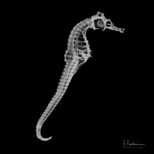 Seahorse In The Black