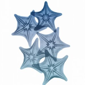 Tidal Starfish 1