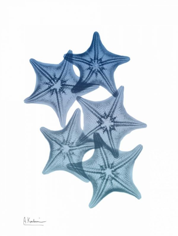 Tidal Starfish 1