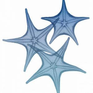 Tidal Starfish 2