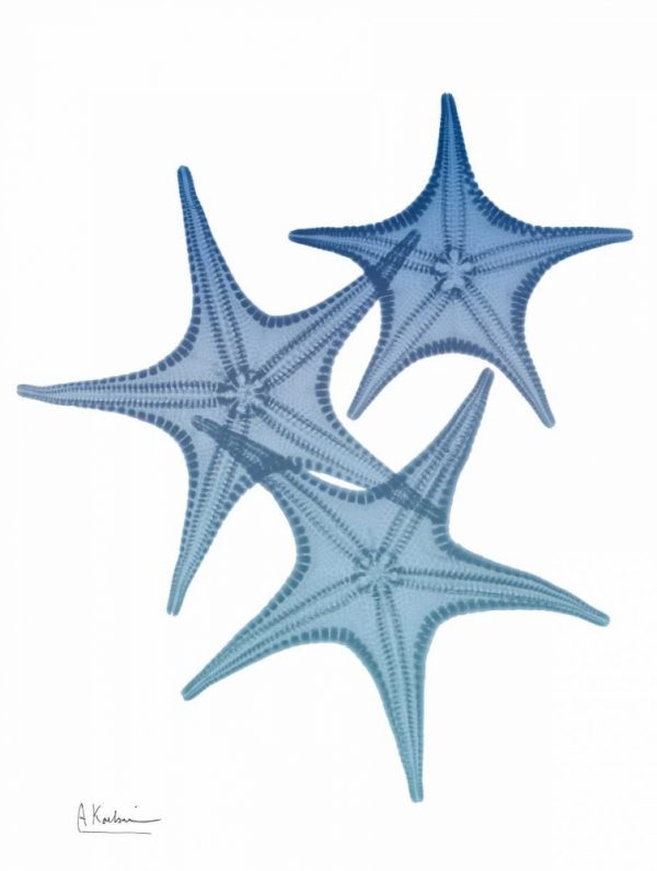 Tidal Starfish 2