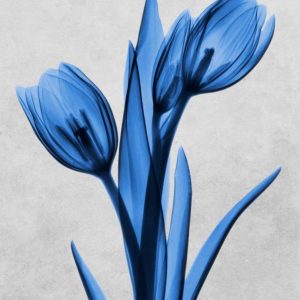 Midnight Tulips