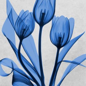 Midnight Tulips 2