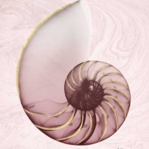 Marble Blush Snail 1