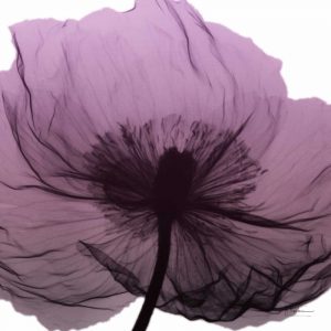 Poppy Purple