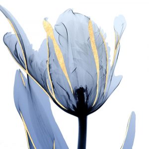 Moonlit Tulip