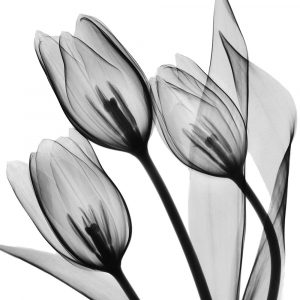 Splendid Monotone Tulips