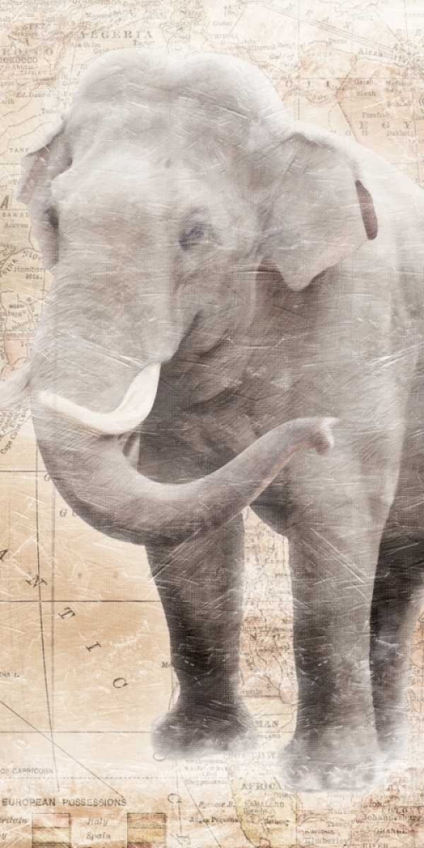 African Traveling  Animals Elephant
