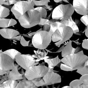 Beach Foliage 5