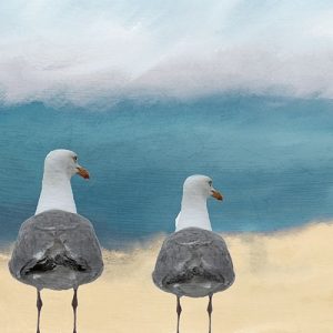 Seagulls at the Beach