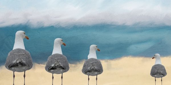 Seagulls at the Beach