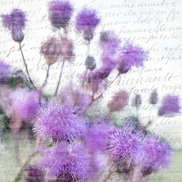 Purple Thistle 1