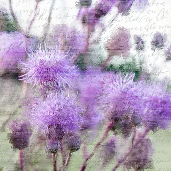 Purple Thistle 2