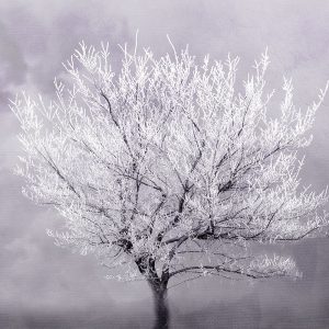 Frosted Tree