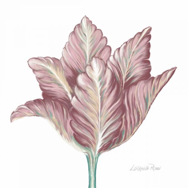 Romantic Tulip 1