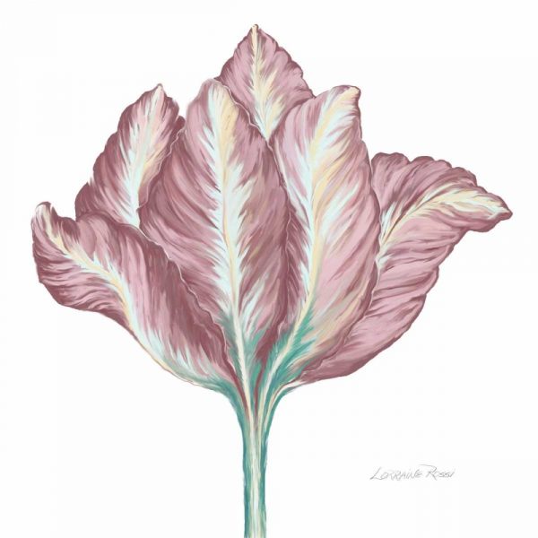 Romantic Tulip 2