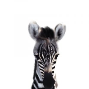 Baby Zebra