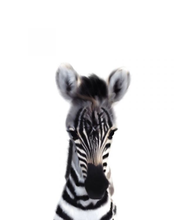 Baby Zebra