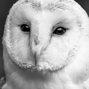 Owl Close Up