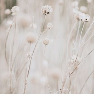 White Dried Wildflowers