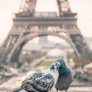 Love Birds in Paris