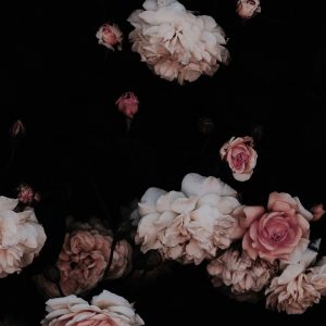 Moody Dusty Roses