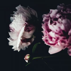 Close Up Peonies Moody