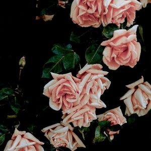 Dark Blush Roses