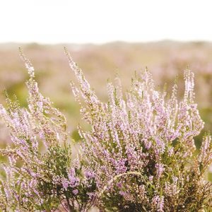 Bleached Lavender Fields