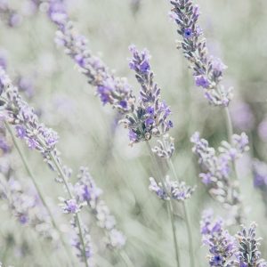 Bleached Lavender in Field