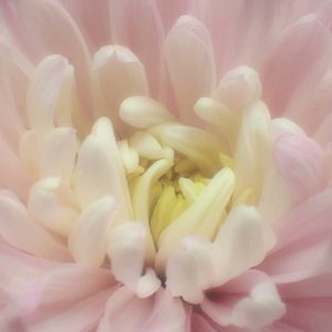 Blume Chrysantheme