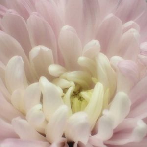 Blume Chrysantheme 2