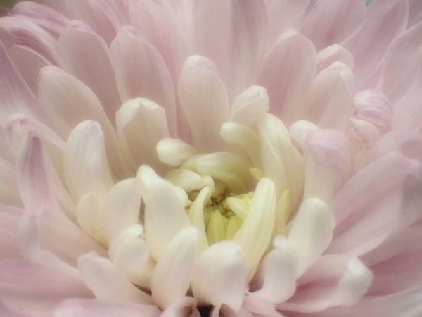 Blume Chrysantheme 2
