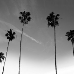 Passerby Palms